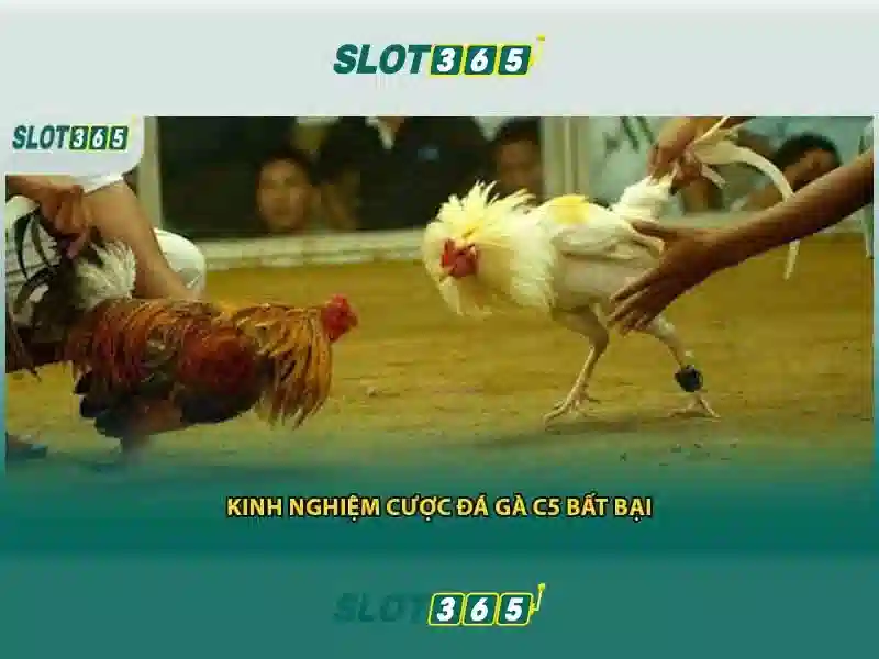 Slot365 là gì và những điều bạn cần biết 1 Đăng Nhập